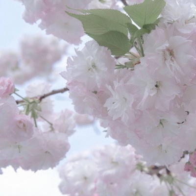 鄂托克旗福瑞交流群